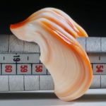 Fingerring aus einer Feuerofen Schnecke (cypraecassis rufa)