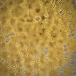 Glaskreuz mit eingebranntem Echtgold ca.84x56x3.5mm