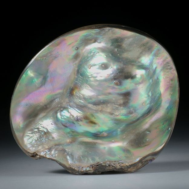 Perlmutter Abalone, freie Form ca.53x49x22mm