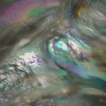 Perlmutter Abalone, freie Form ca.53x49x22mm
