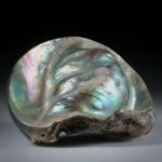 Perlmutter Abalone, freie Form ca.53x49x22mm
