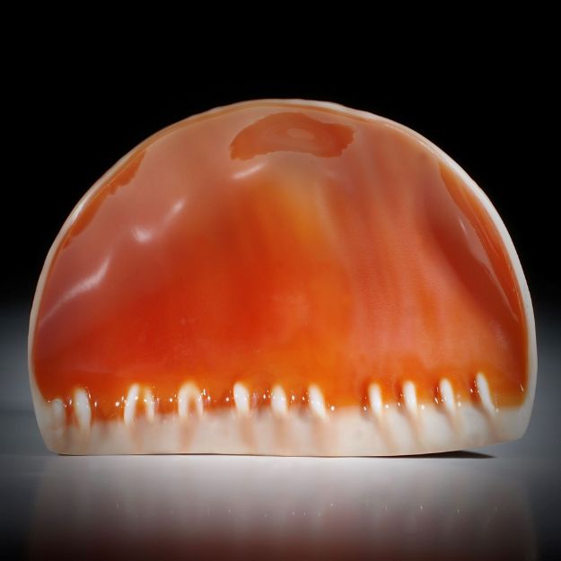 Feuerofen Schnecke, cypraecassis rufa, Freiform ca.88x60x9mm