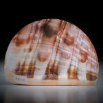 Feuerofen Schnecke, cypraecassis rufa, Freiform ca.88x60x9mm