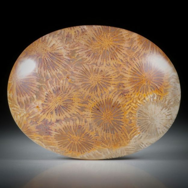 achatisierte Koralle (Versteinerung), ovaler Cabochon ca.46x36x9mm
