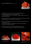 Edelkoralle corallium rubrum