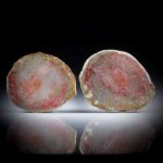 Fossile rote Hornkoralle (Utah) 58ct. Querschnitt Paar poliert, Aussenseite naturbelassen, je ca.34x18x3mm