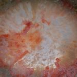 Fossile rote Hornkoralle (Utah) 58ct. Querschnitt Paar poliert, Aussenseite naturbelassen, je ca.34x18x3mm