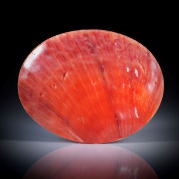 Stachelauster spondylus varians, Philippinen, Oval poliert, ca.45x35x5mm