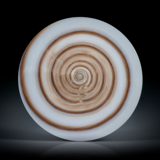 Conus figulinus, runde Scheibe, konkav zur Spitze geschliffen und poliert, Durchmesser 33mm