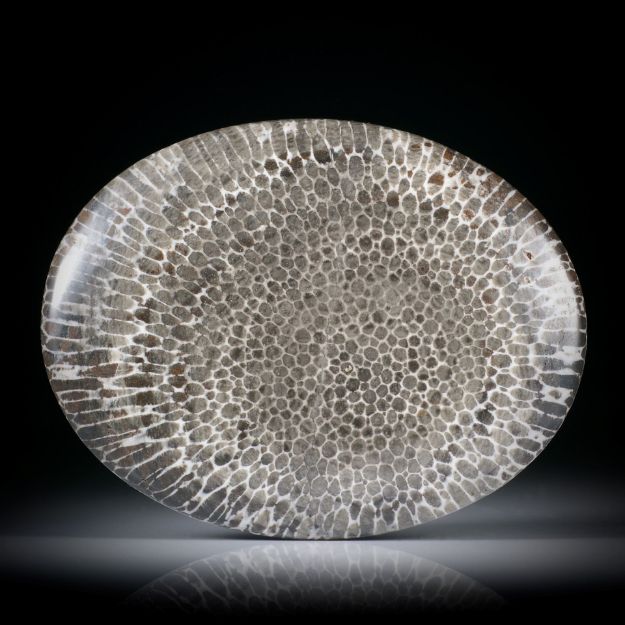 Bryozoa Versteinerung (Moostierchen), grosser ovaler Cabochon, poliert, ca.61x48x6mm