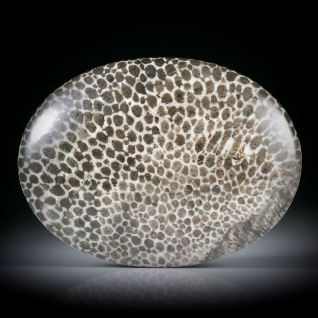 Bryozoa Versteinerung (Moostierchen), grosser ovaler Cabochon, poliert, ca.45x34x7mm