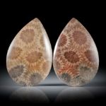 Koralle fossil (achatisiert) 50.91ct. Tropfen Paar, einseitig bombiert und poliert, je ca. 37.5x25x4mm
