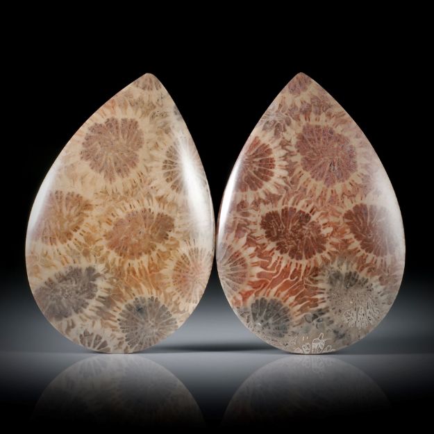 Koralle fossil (achatisiert) 50.91ct. Tropfen Paar, einseitig bombiert und poliert, je ca. 37.5x25x4mm