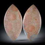 Koralle fossil (achatisiert) 59.25ct. Navette Paar, einseitig bombiert und poliert, je ca. 49x24.8x3.7mm