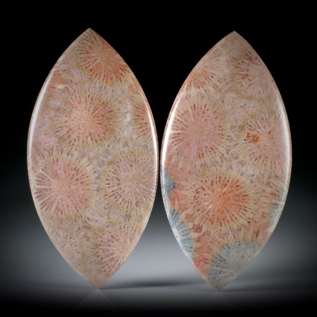 Koralle fossil (achatisiert) 59.25ct. Navette Paar, einseitig bombiert und poliert, je ca. 49x24.8x3.7mm