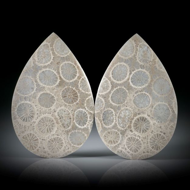 Koralle fossil (achatisiert) 42.26ct. Tropfen Paar, einseitig bombiert und poliert, je ca. 38.2x25.1x3.3mm