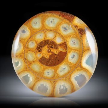 Ammonit Cabochon ca.35x35x6.5mm, mit Perlmutter hinterlegt 